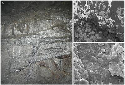 The Oxidative Metabolism of Fossil Hydrocarbons and Sulfide Minerals by the Lithobiontic Microbial Community Inhabiting Deep Subterrestrial Kupferschiefer Black Shale